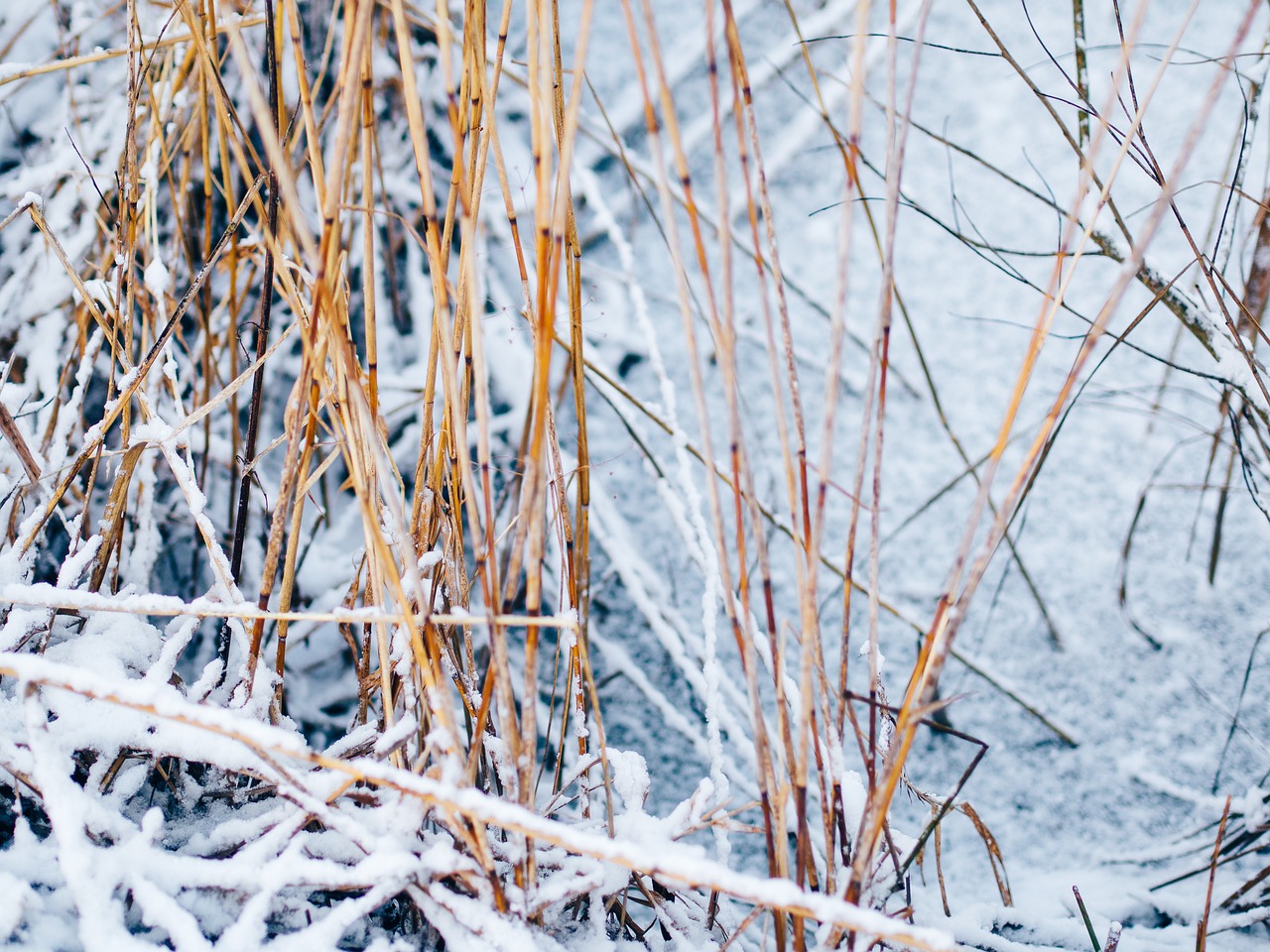 pond winter reed free photo