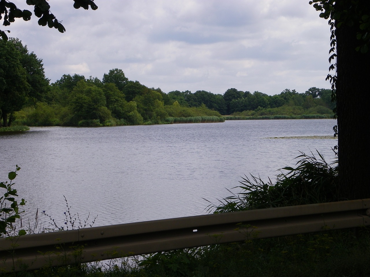 pond water nature free photo