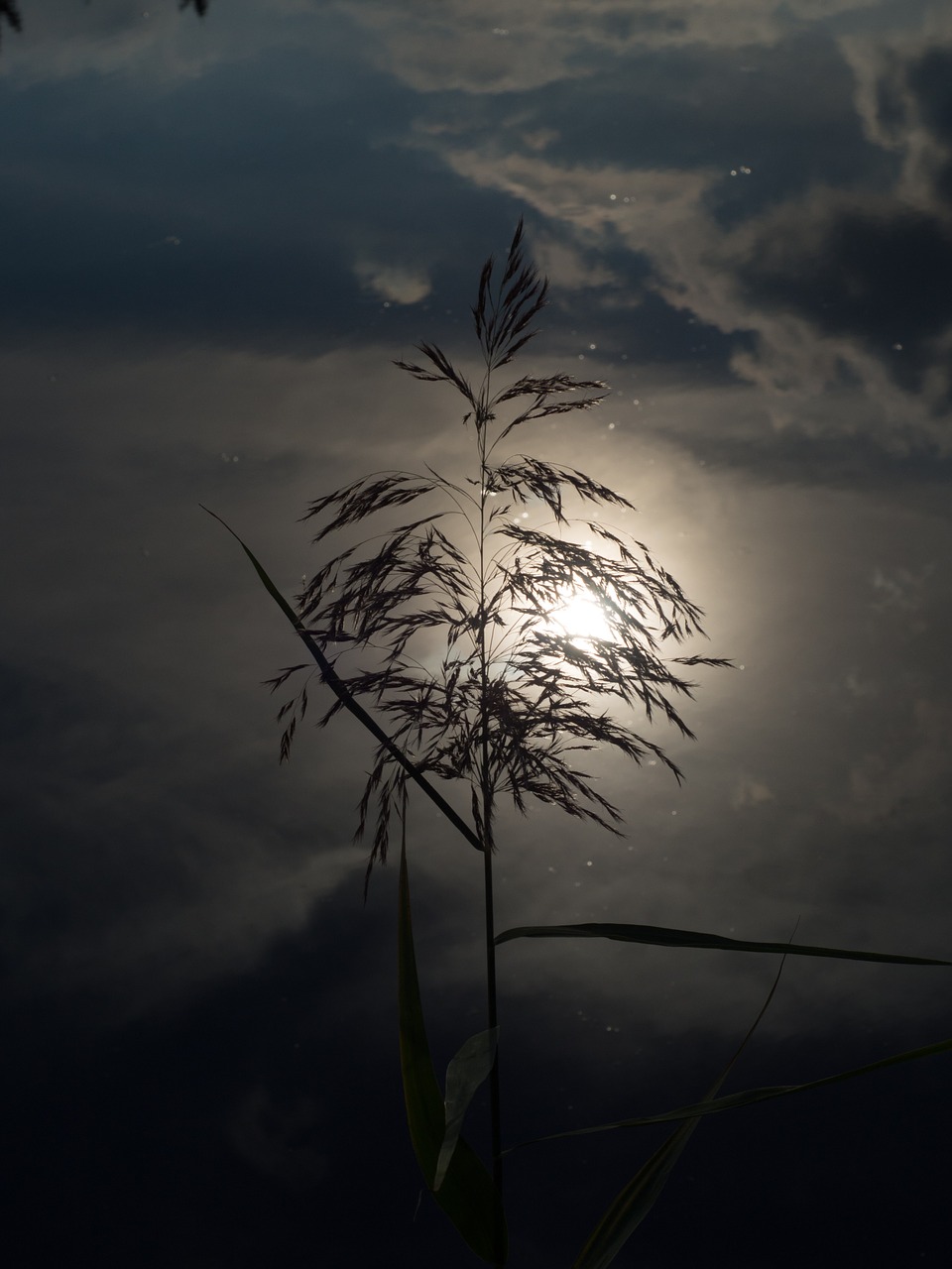 pond sunset grass free photo