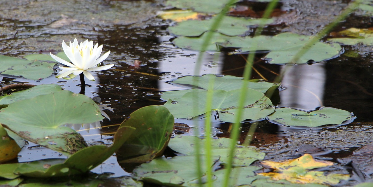 pond plant aquatic plant water free photo