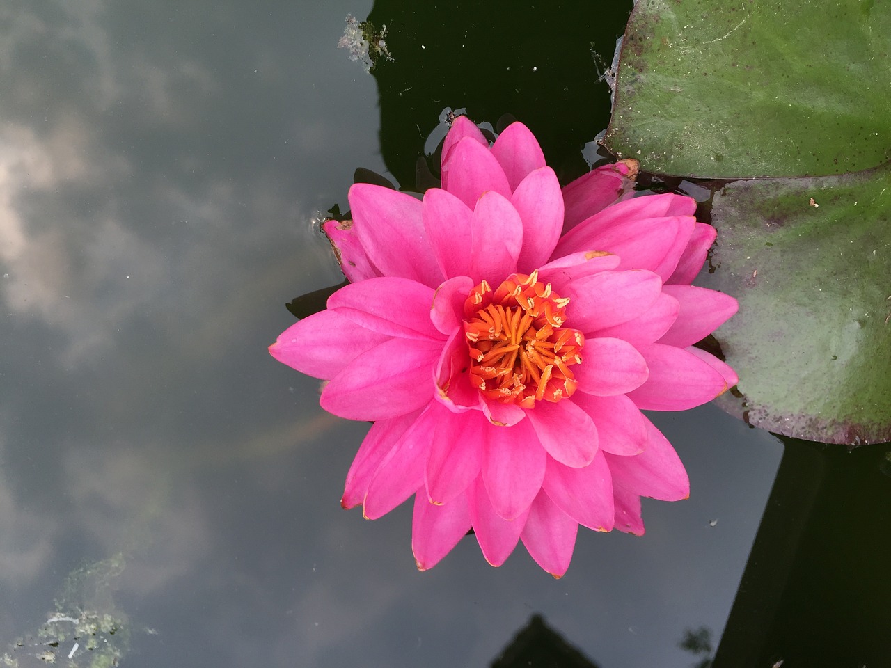 nail lotus pond free photo