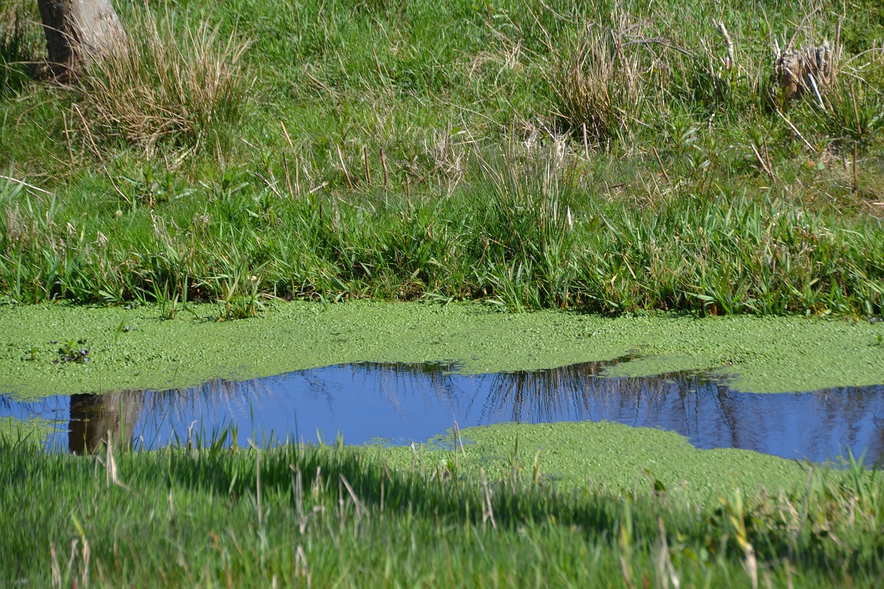 pond landscape water free photo