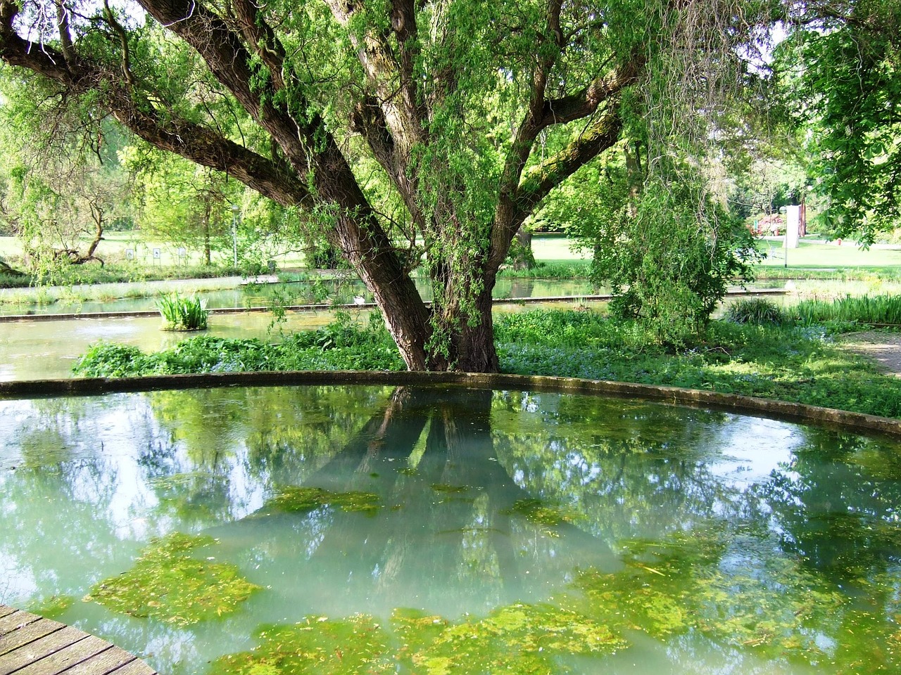 pond water trees free photo