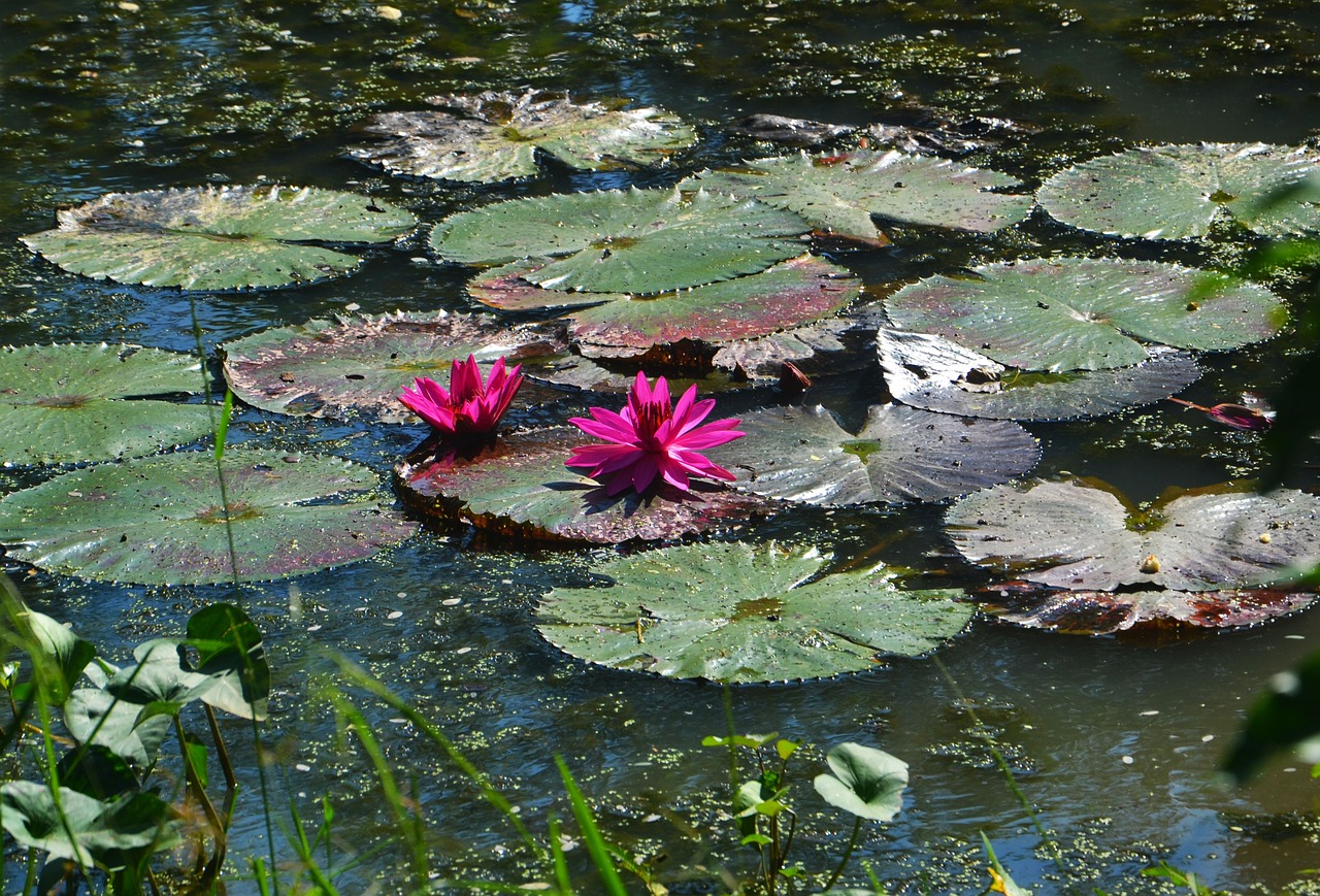 pond lake lily free photo