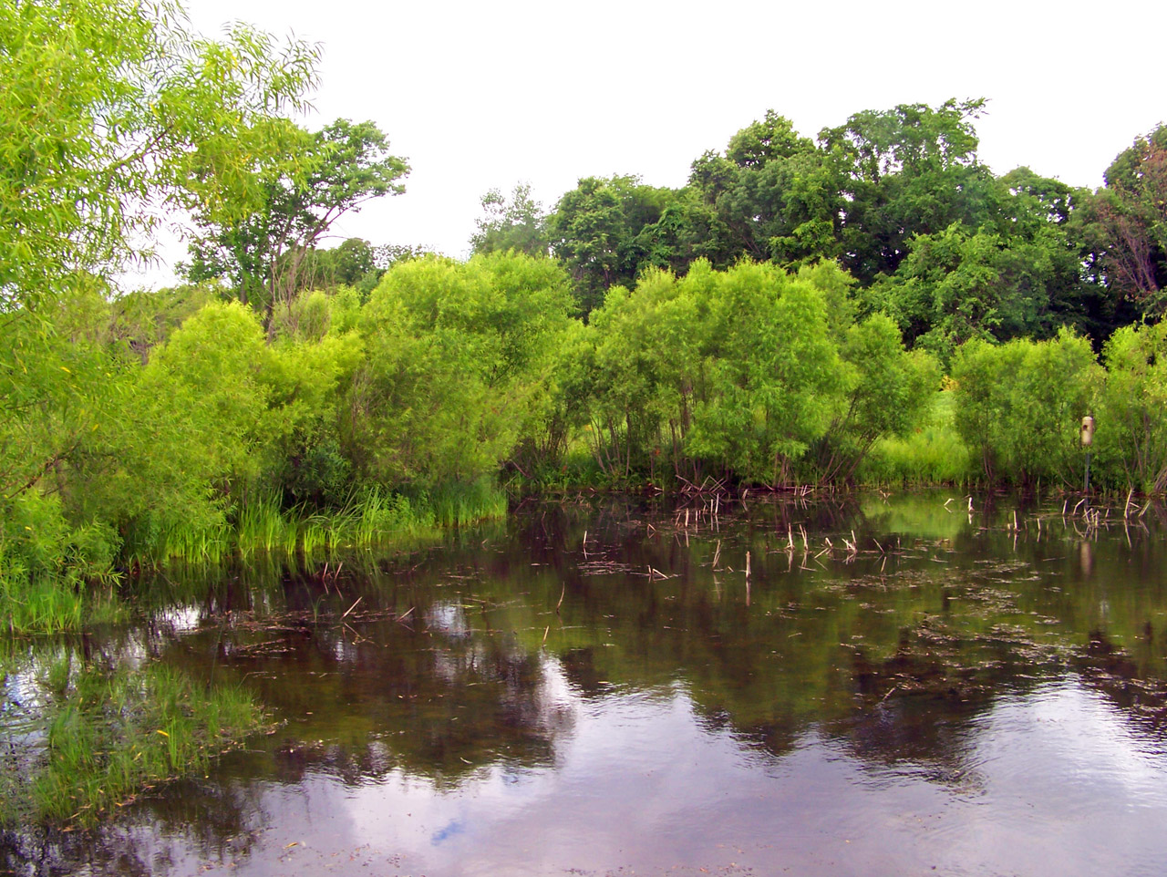 pond trees pond and trees free photo