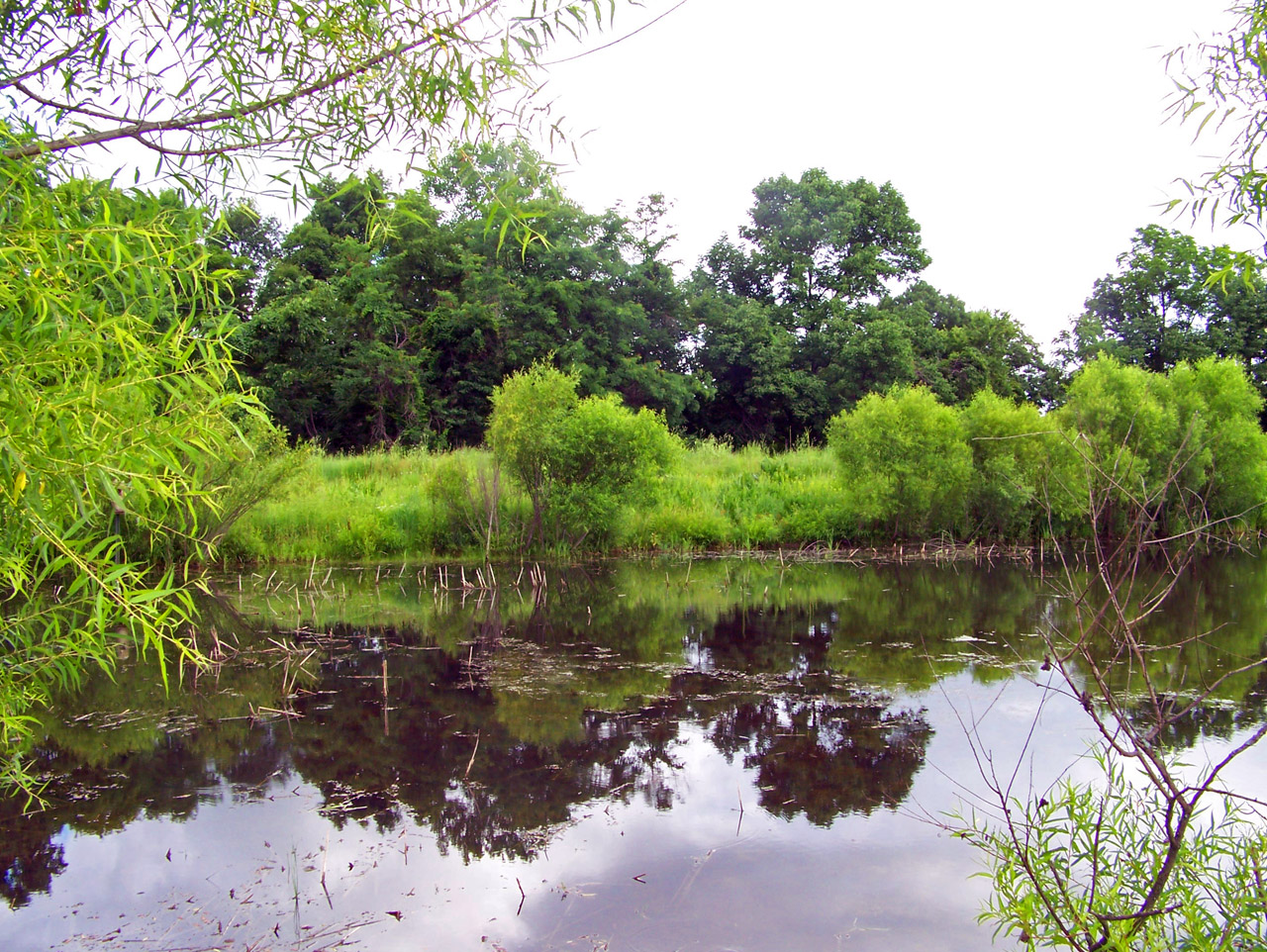 pond trees pond and trees free photo