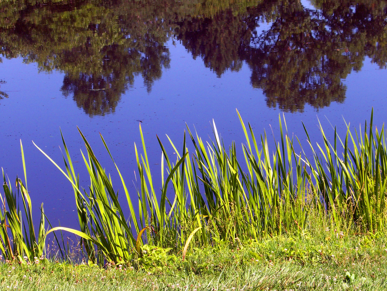 pond weeds sky free photo