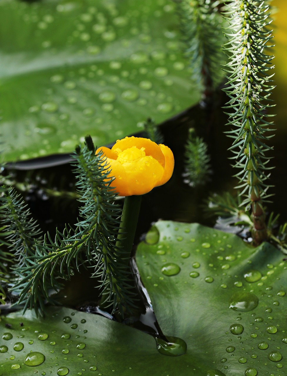 pond flower teichmummel mummel free photo