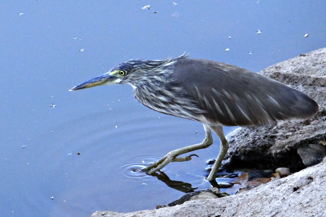 pond heron stalking paddy bird free photo