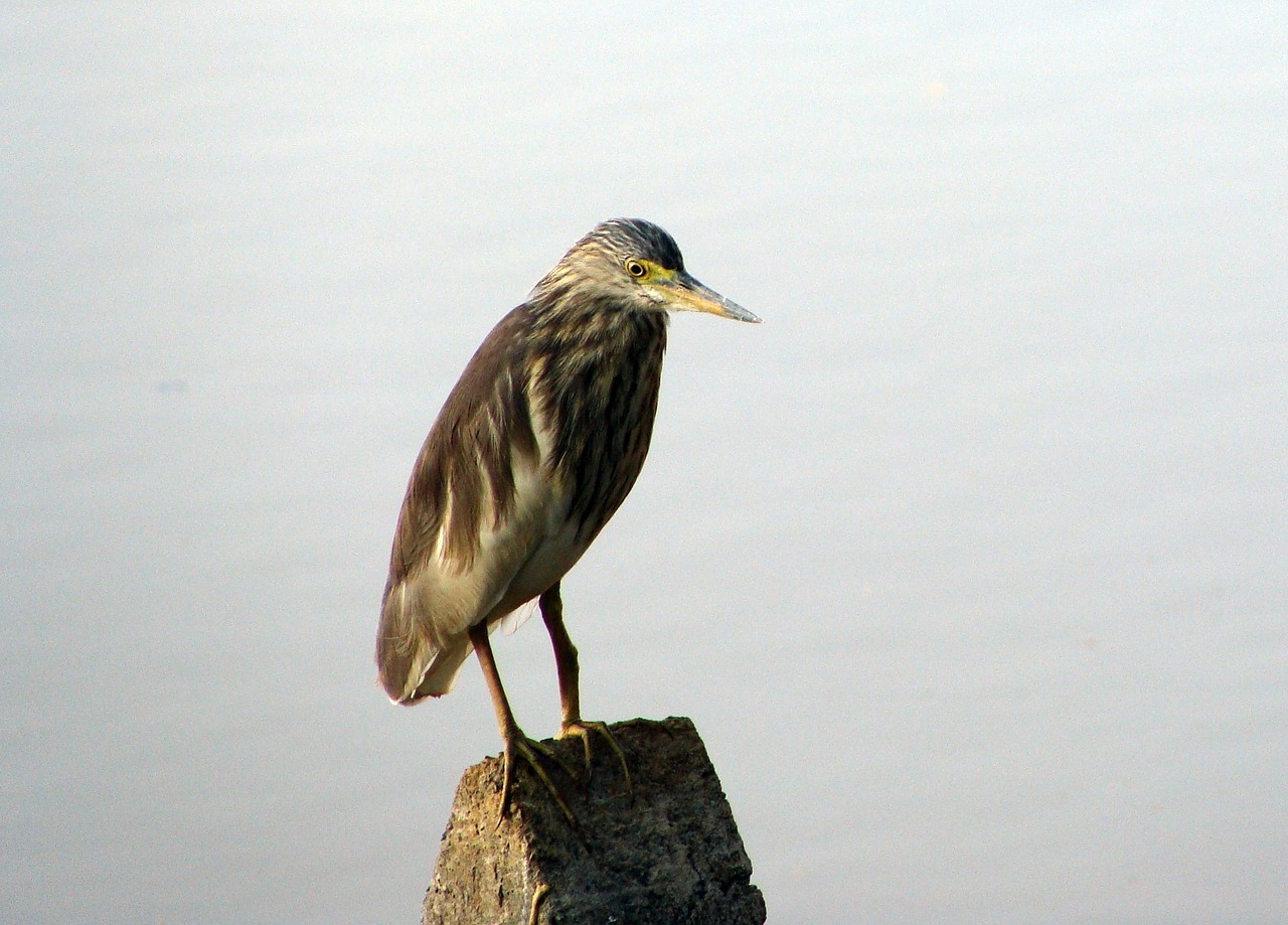 pond heron wader marsh free photo