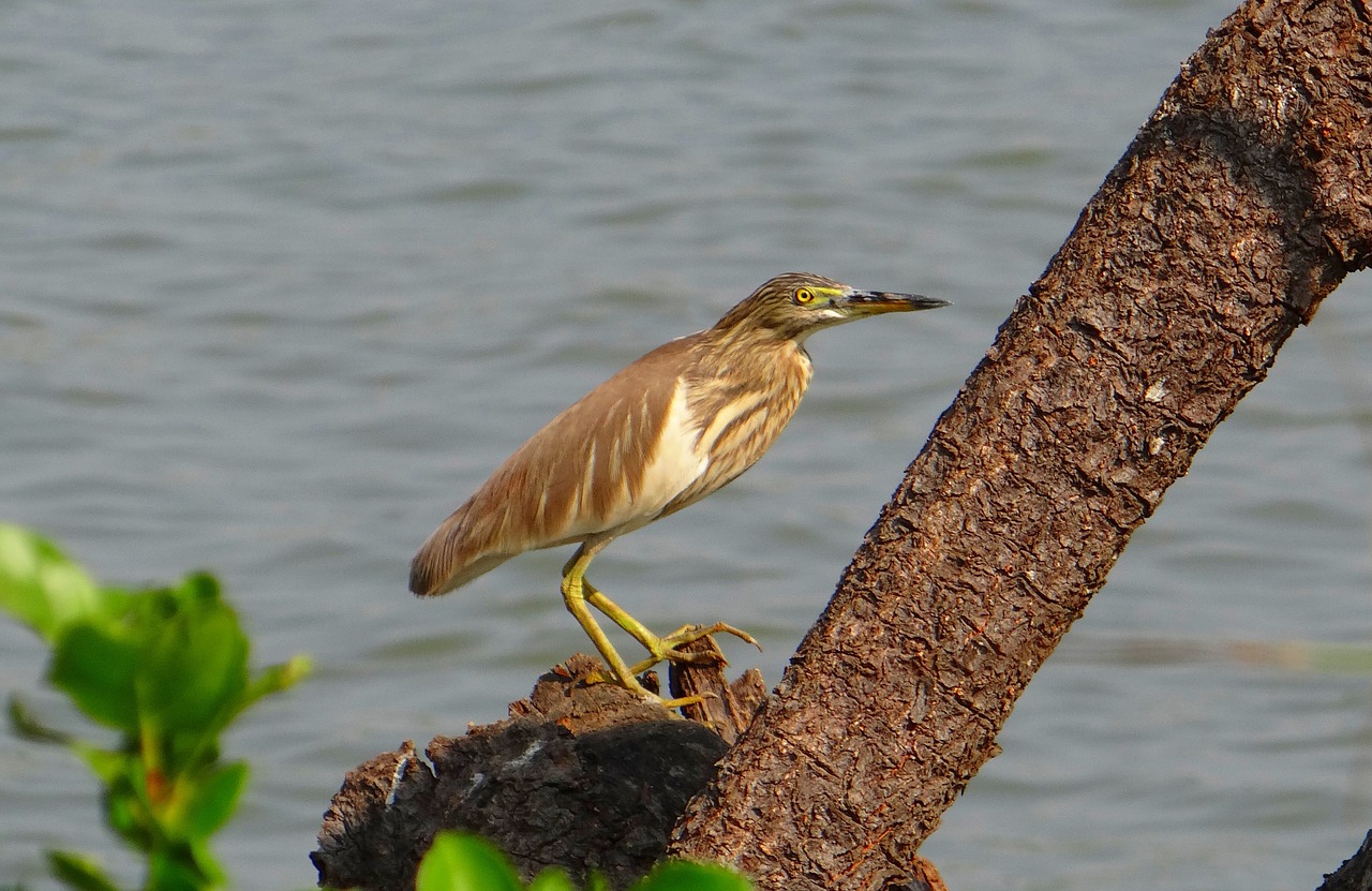 pond heron bird avian free photo