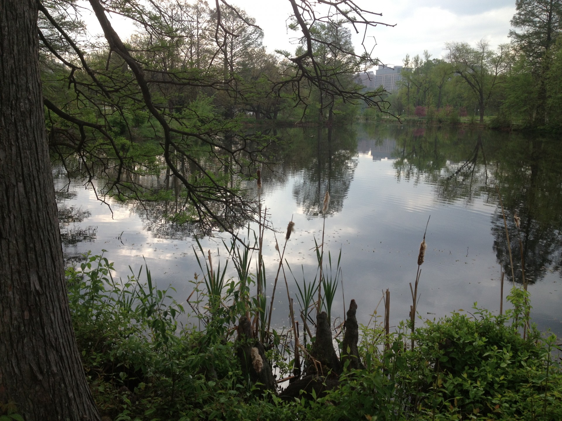 pond water spring free photo