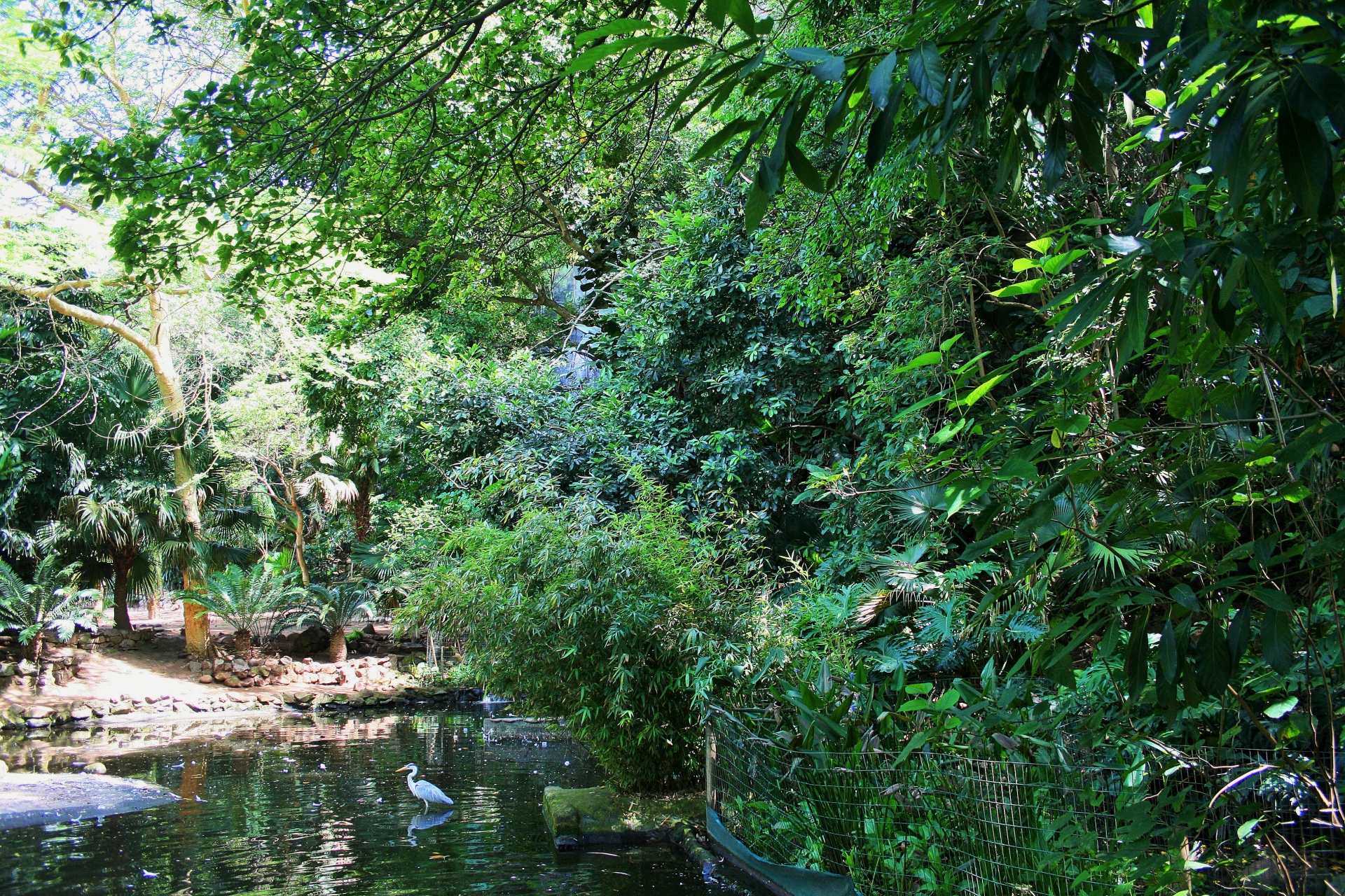 garden trees plants free photo