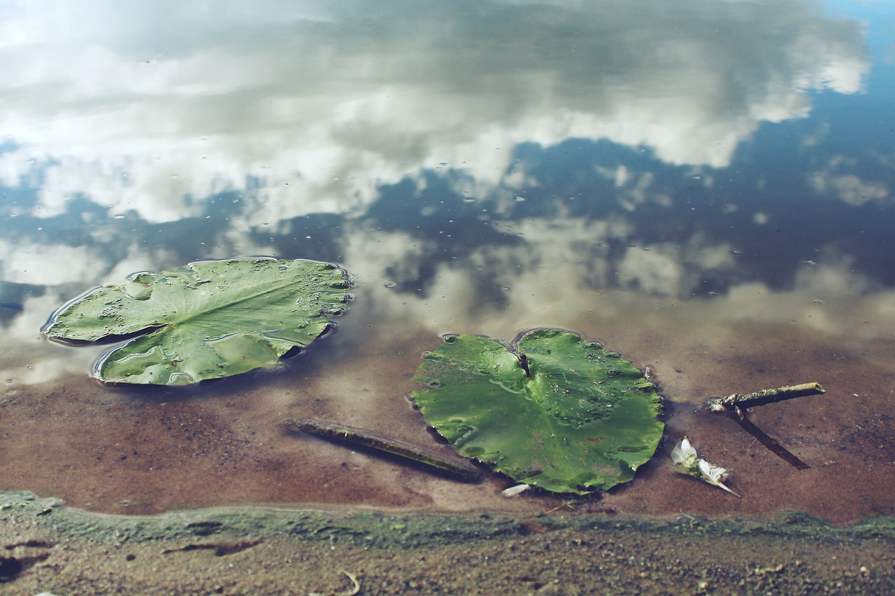 pond leaves water mirroring free photo