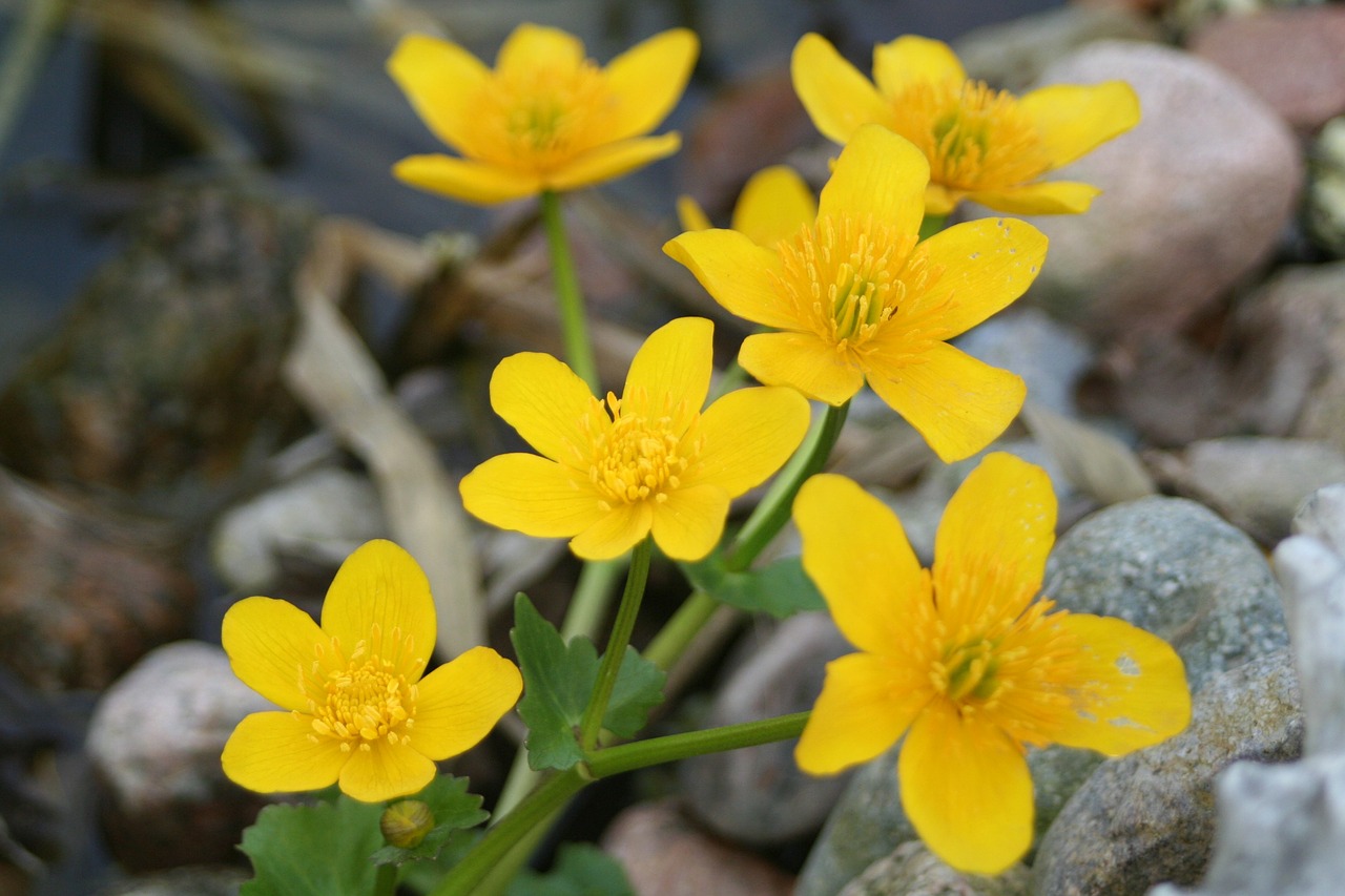 pond plant nature yellow free photo