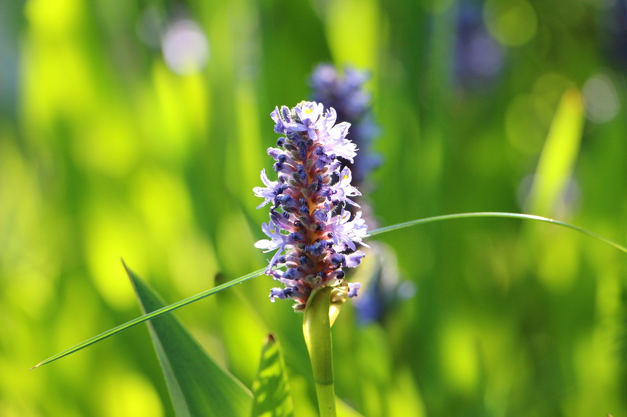 pond plant flourished violet free photo