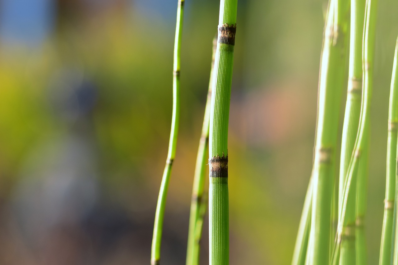 pond plant plant nature free photo