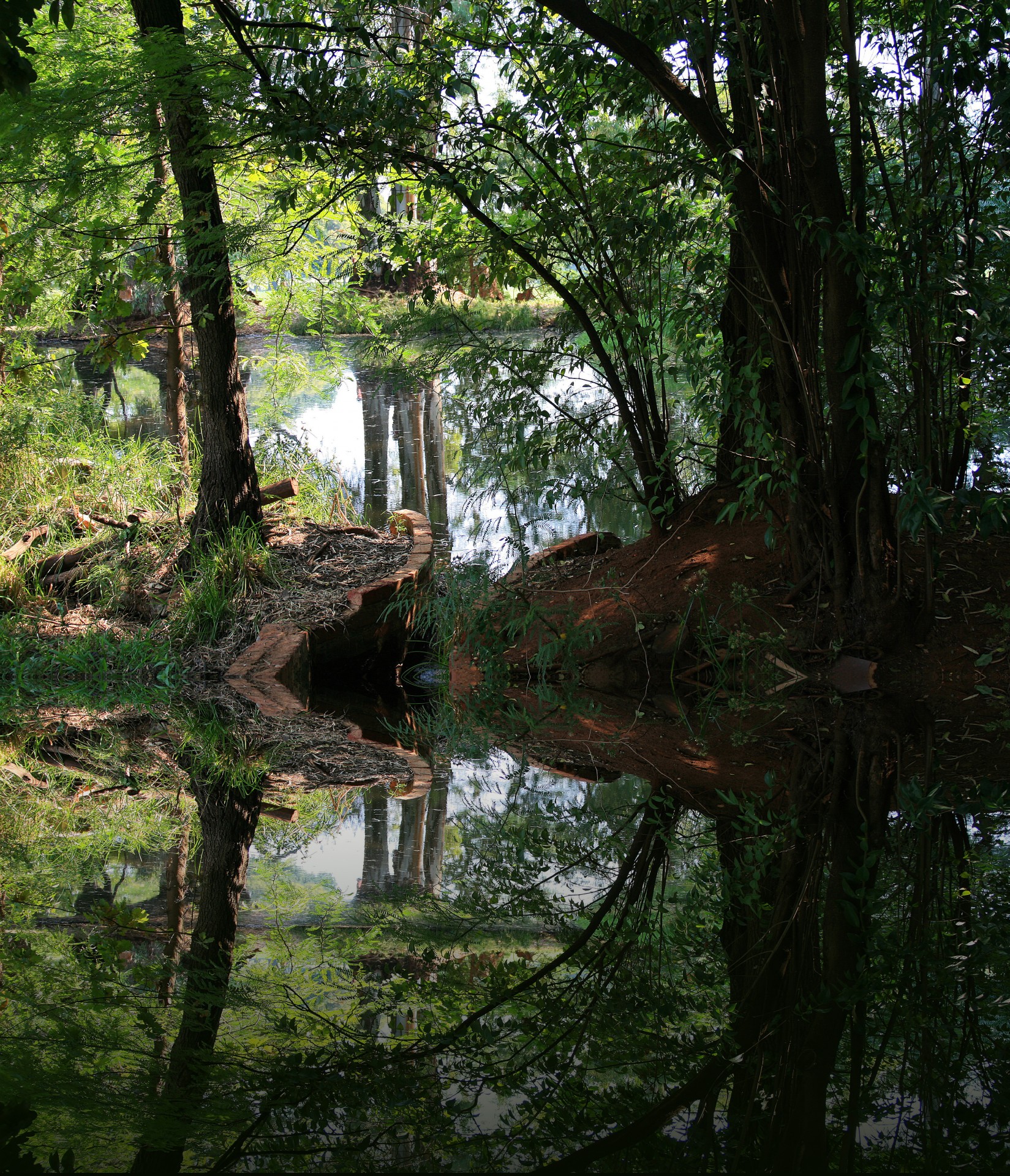 pond trees reflection free photo