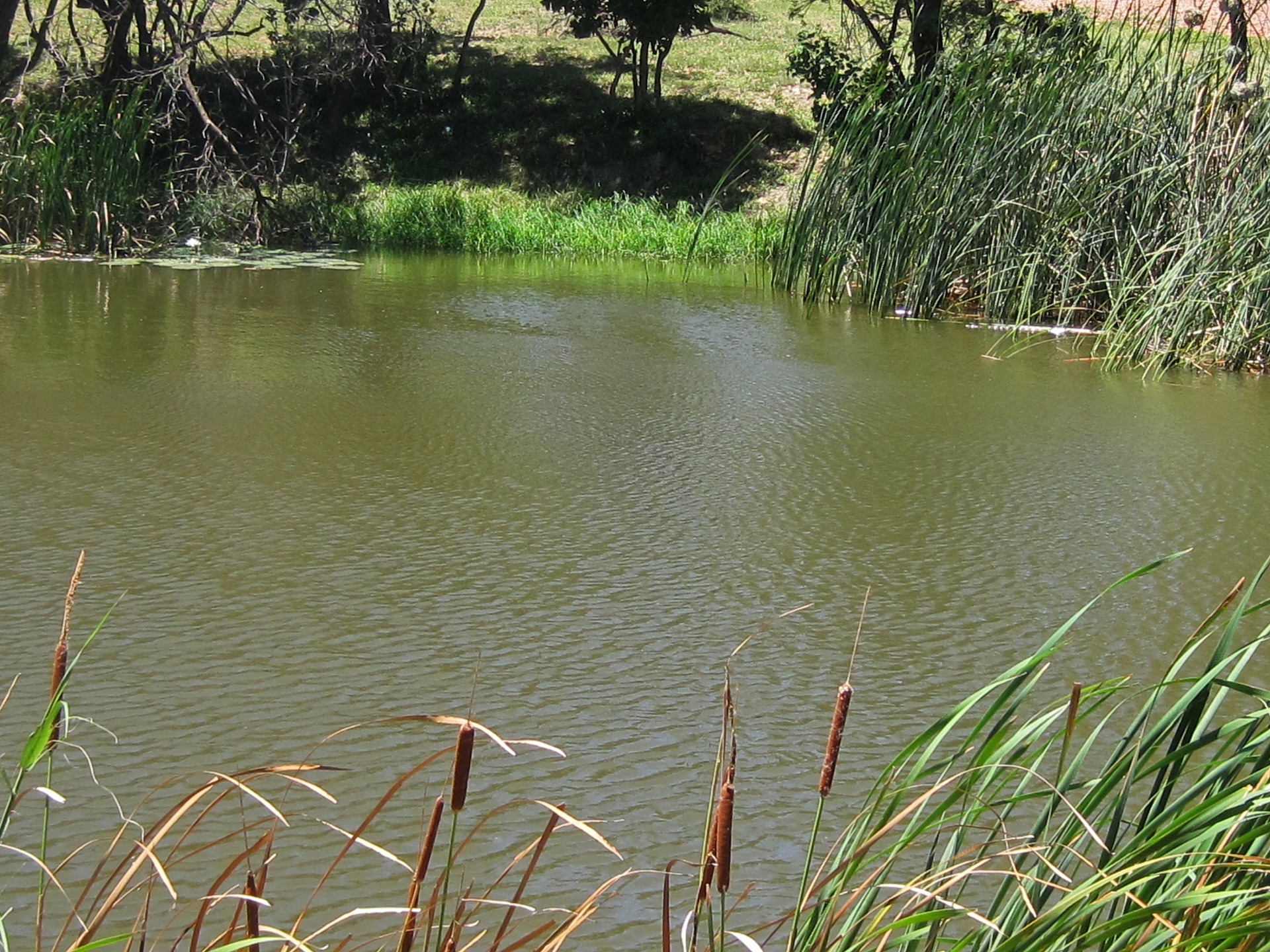 pond dam water free photo