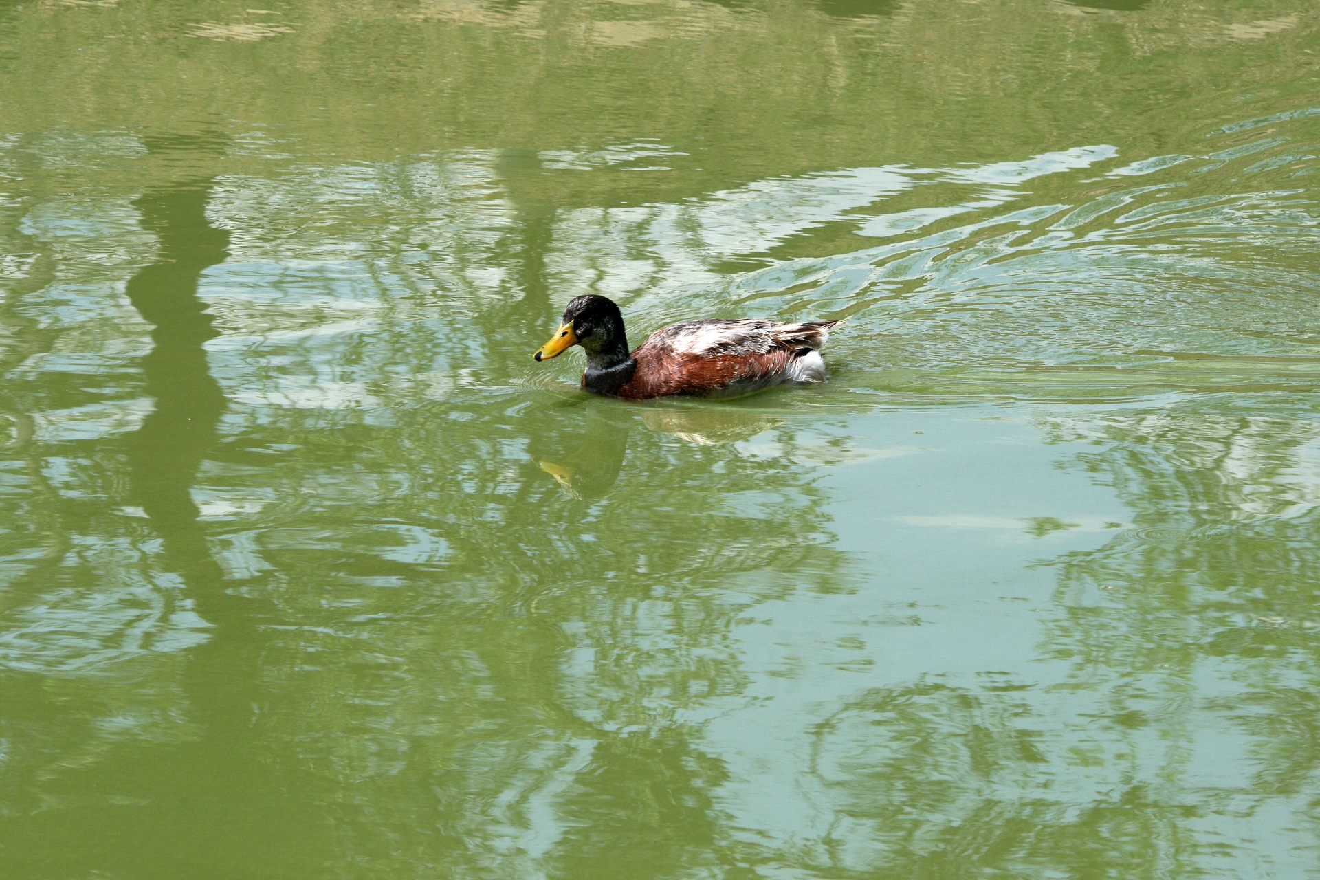 fowl duck mallard free photo