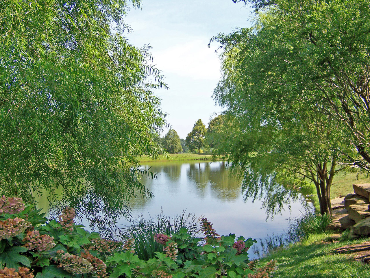 pond trees pond free photo