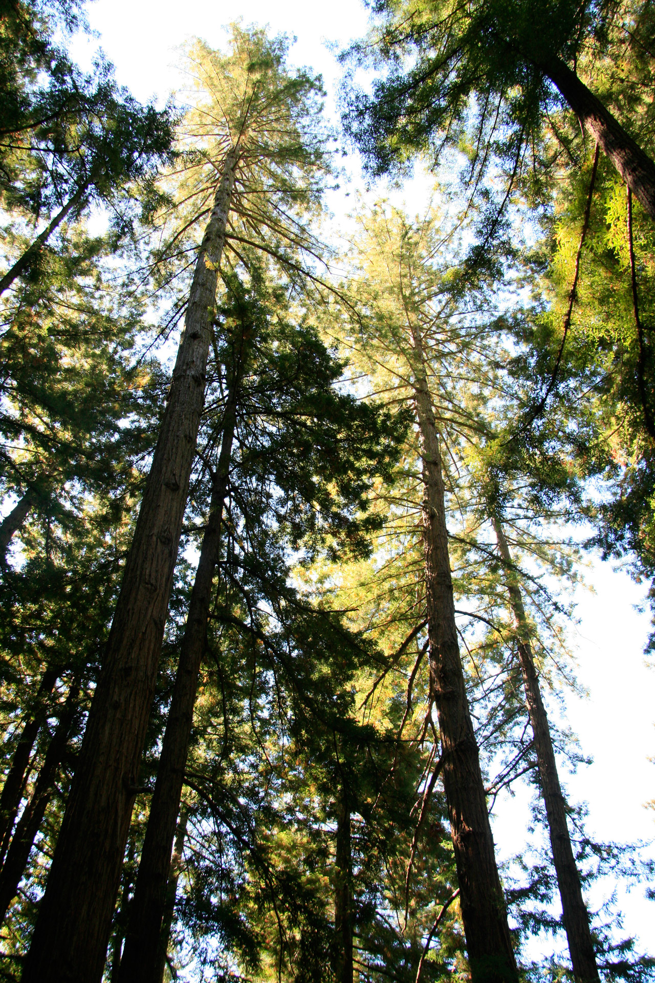 ponderosa pine yosemite free photo