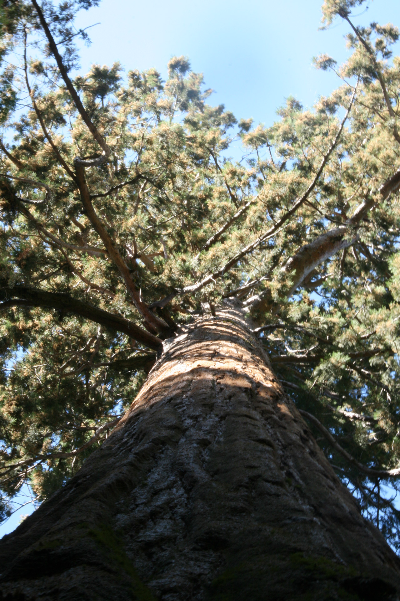 ponderosa pine yosemite free photo