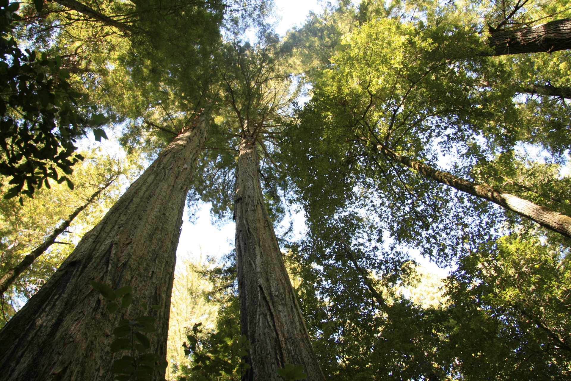 ponderosa pine yosemite free photo