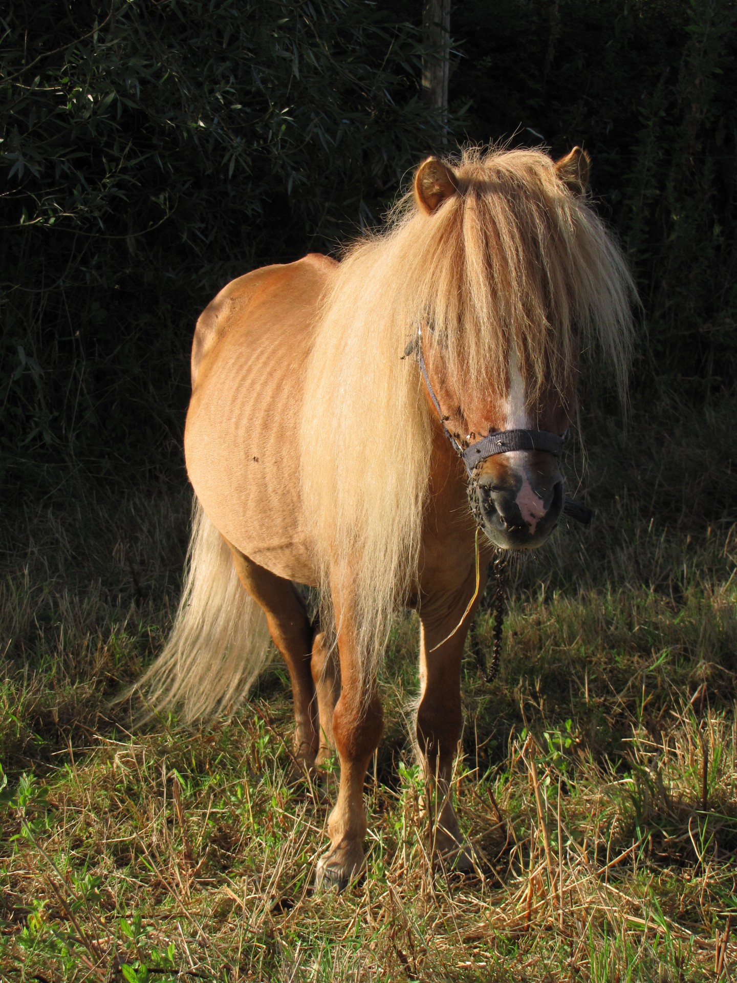 animal pony animals free photo