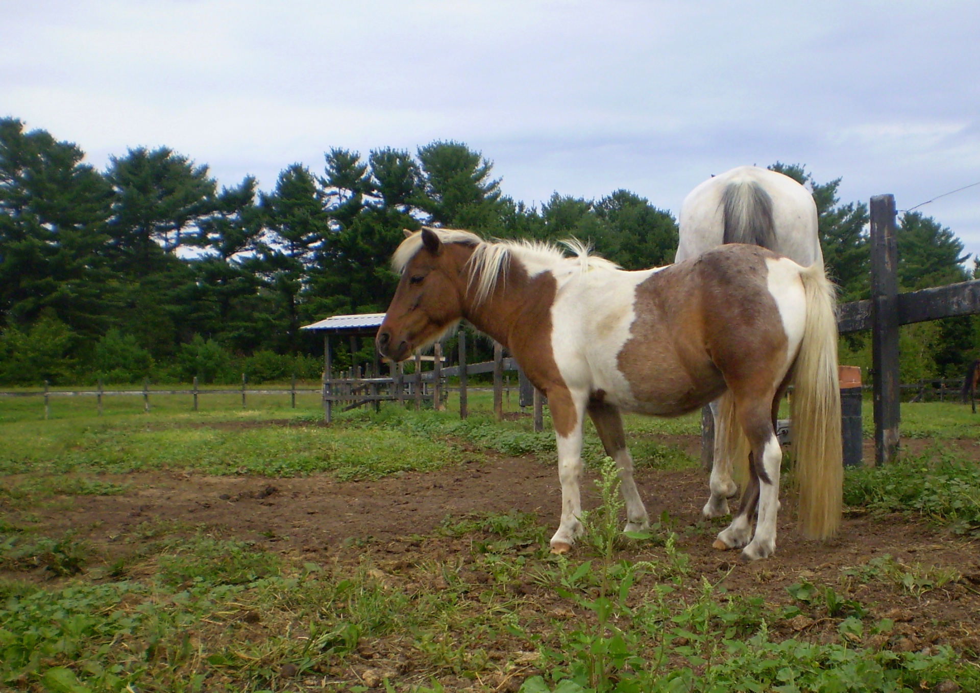 horse horses riding free photo