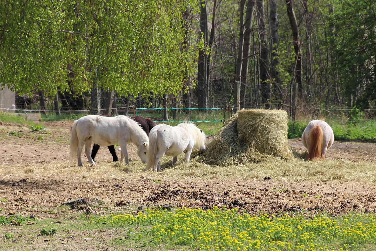 ponies small horse pasture free photo