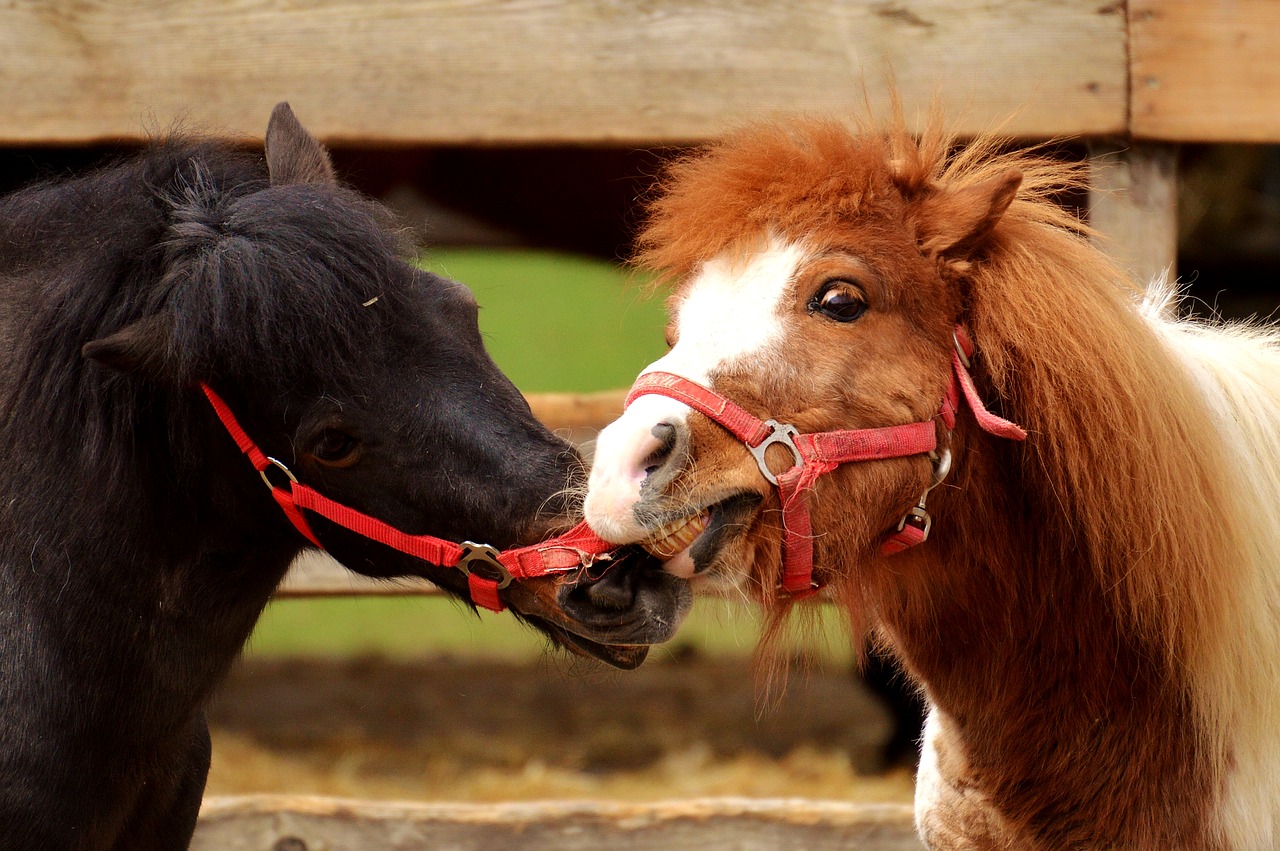 ponies horses play free photo