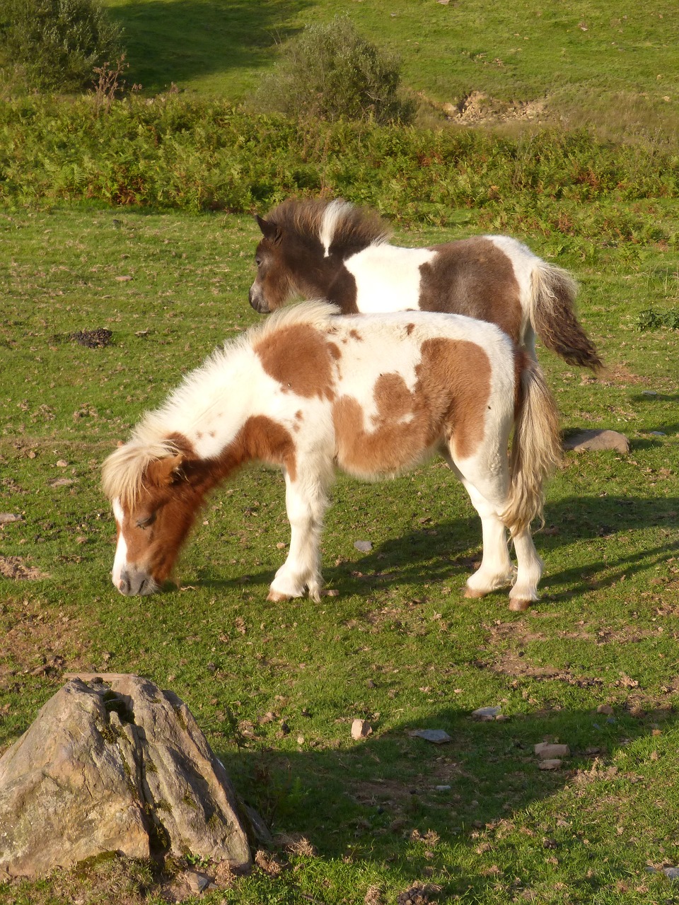 ponies  pony  pacer free photo
