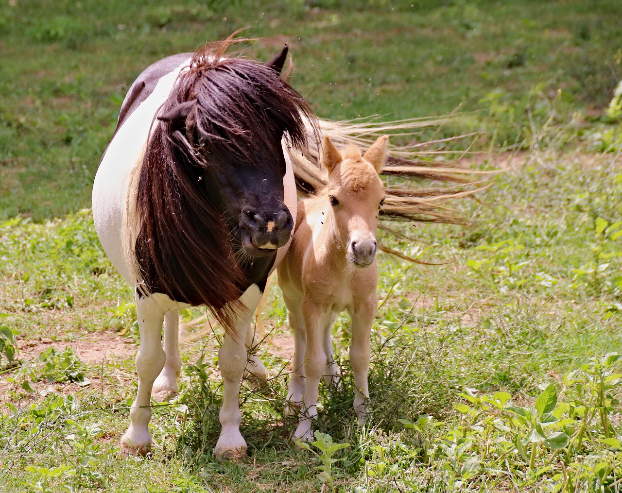 ponies  a pair of  mother free photo