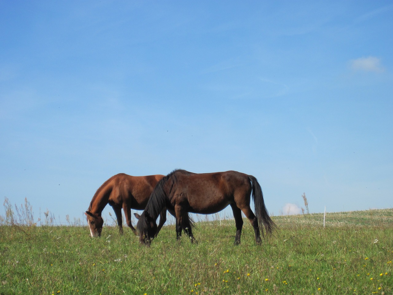 ponies graze pasture free photo