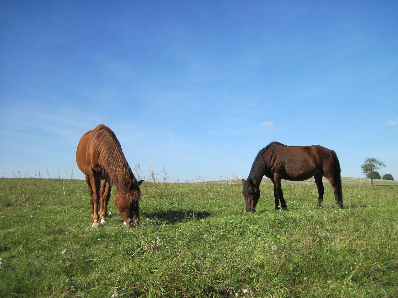 ponies graze pasture free photo