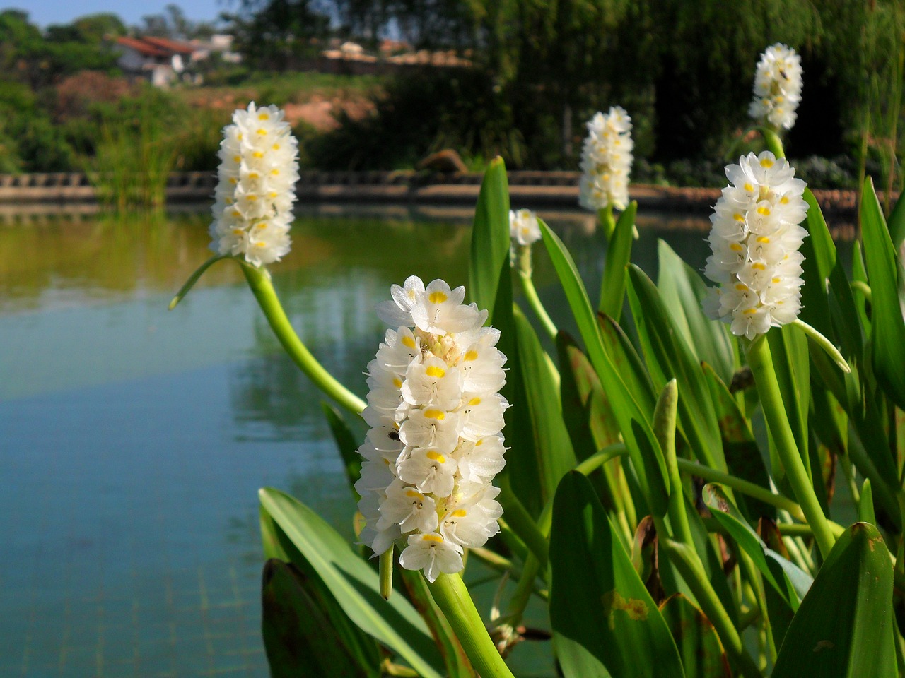 pontedéria aquatic flowers free photo