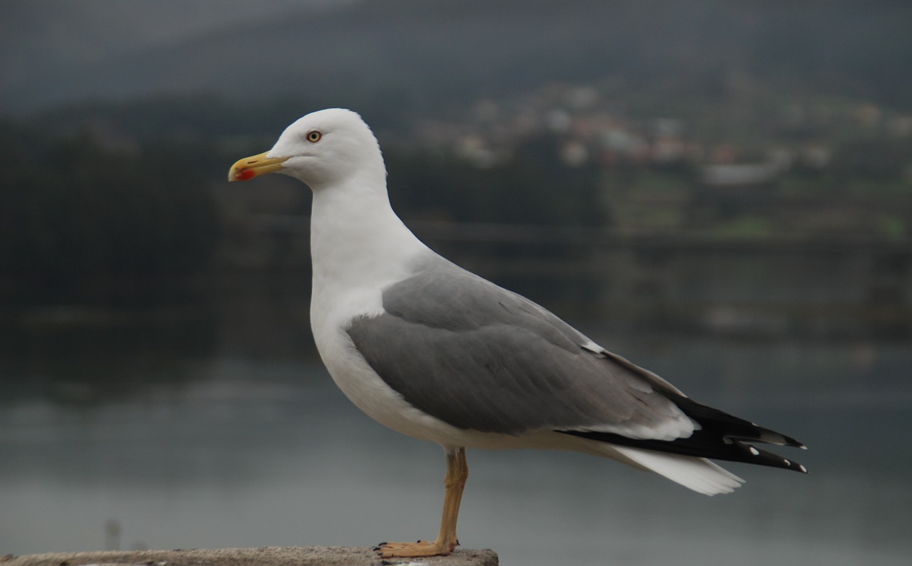 pontedeume  spain  galicia free photo