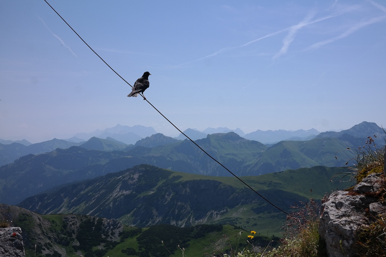 ponten summit jackdaw free photo