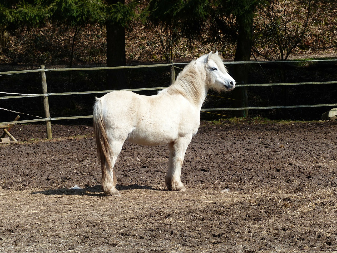 pony horse pleasure horse free photo