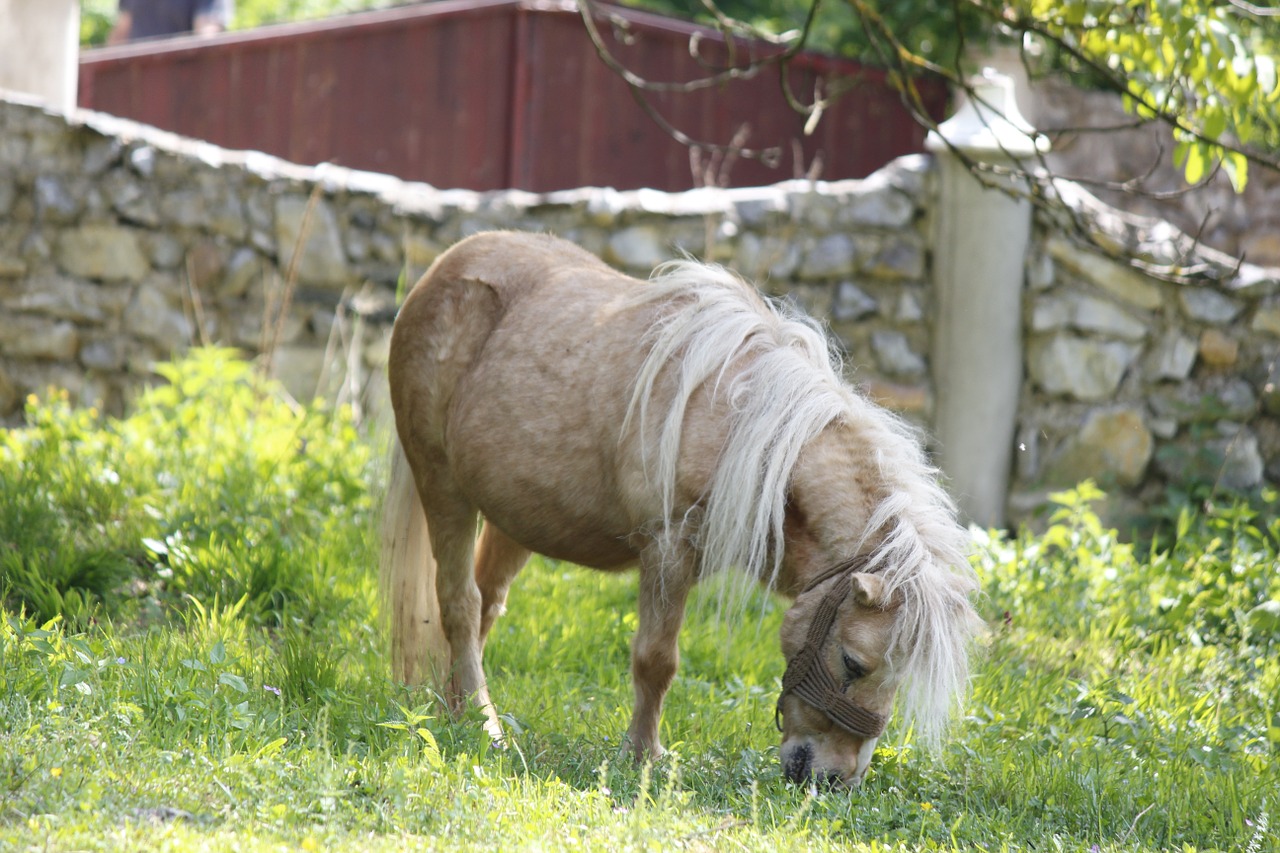 pony grass feed free photo