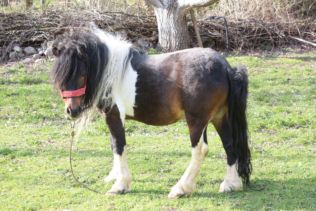 pony meadow animal free photo