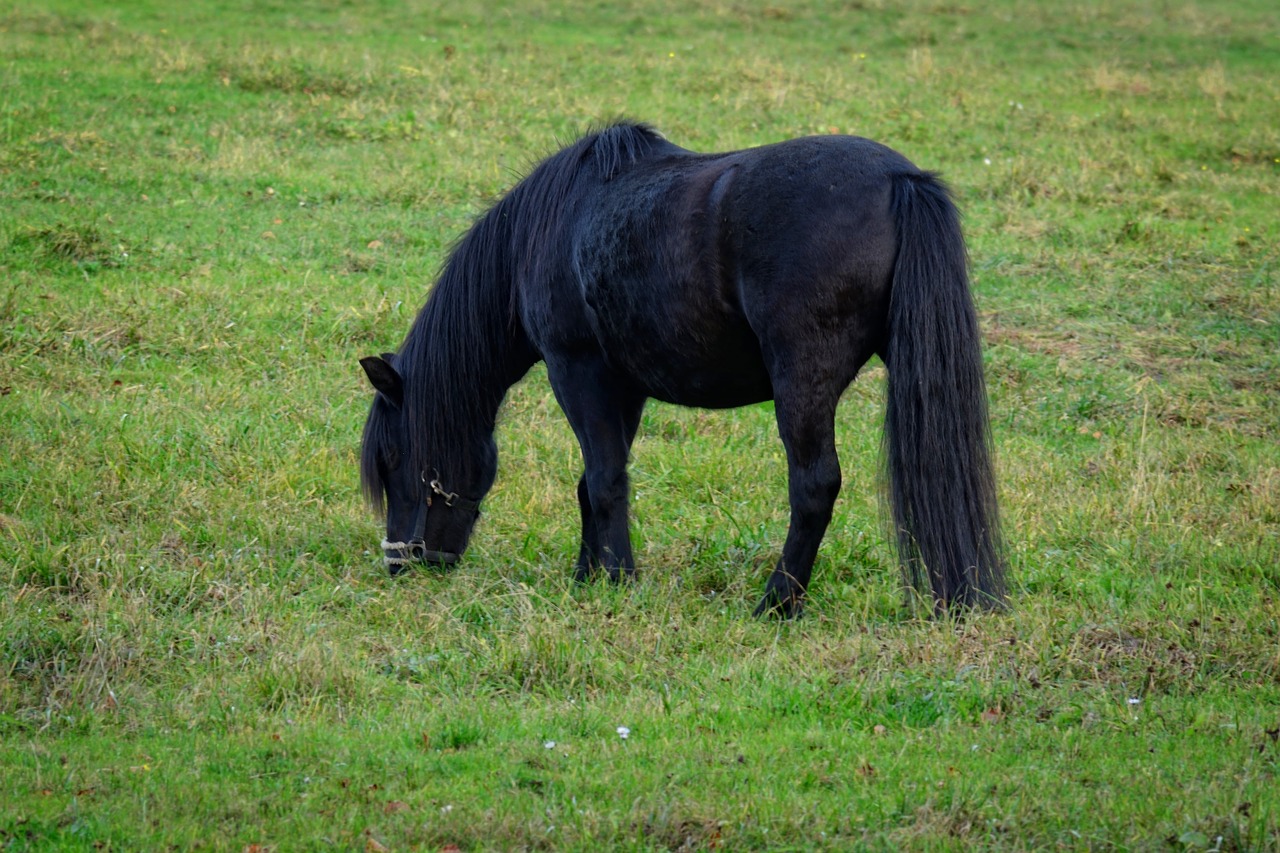 pony black graze free photo