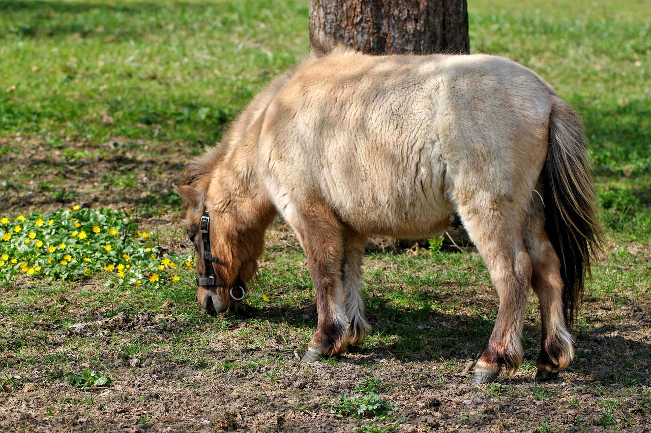 pony horse meadow free photo