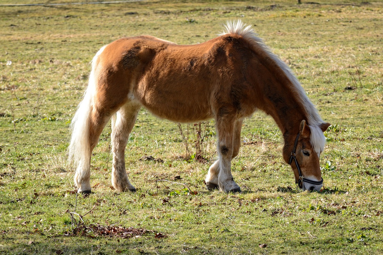 pony horse brown free photo