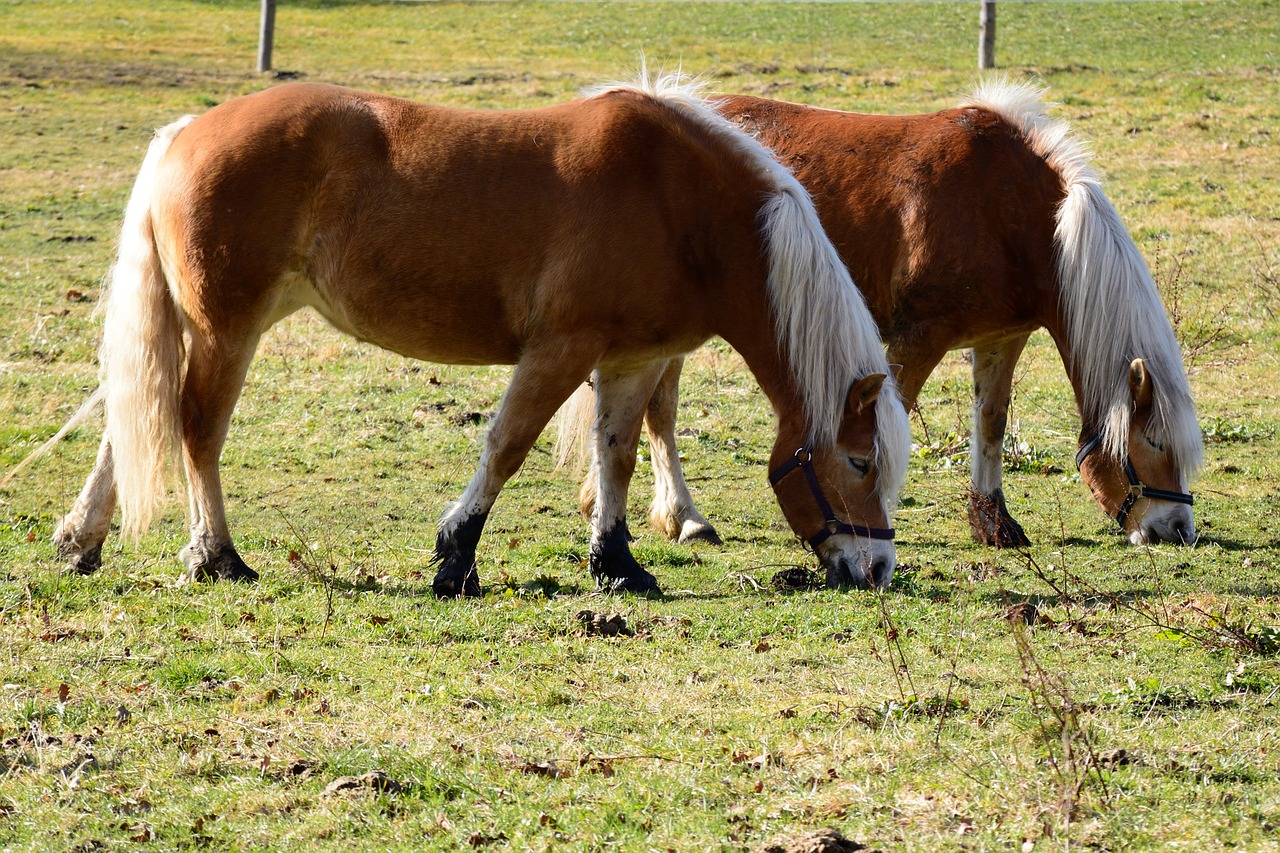 pony horse brown free photo