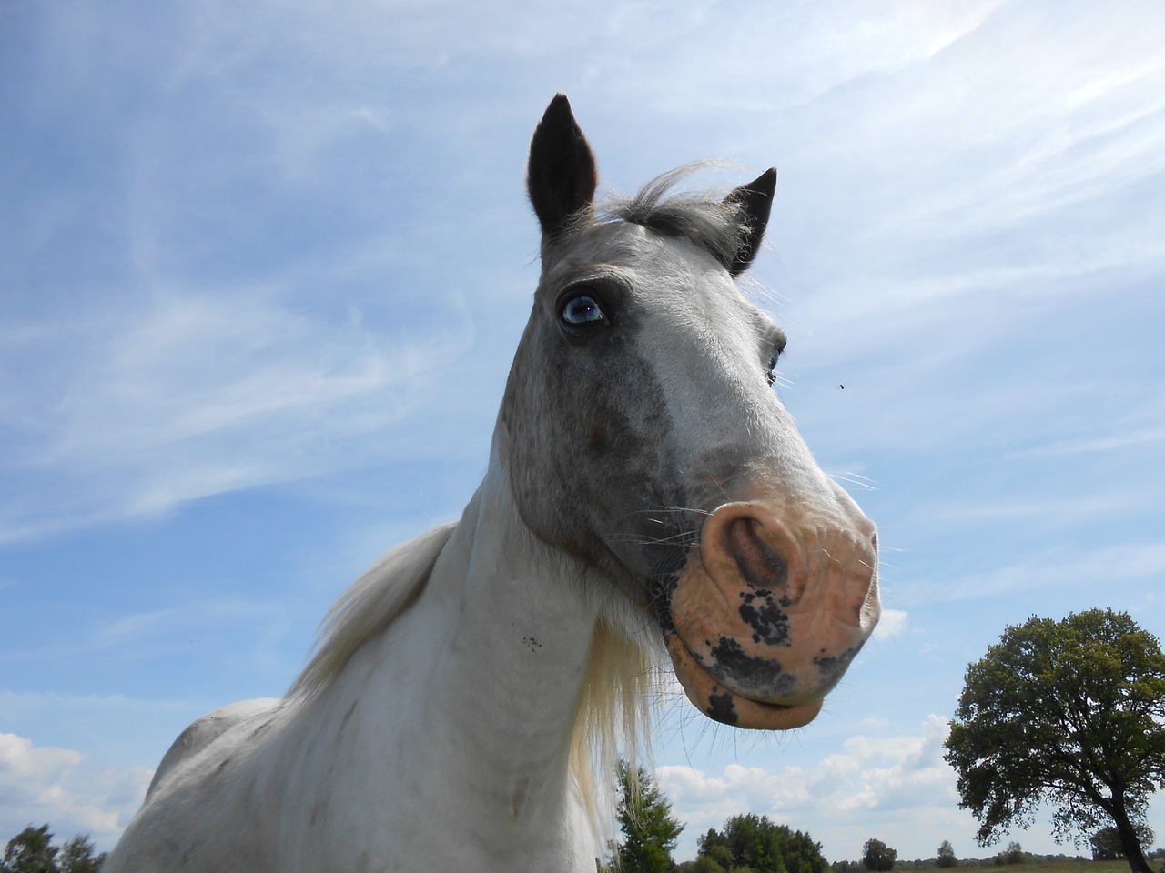 pony blue eye china checke free photo