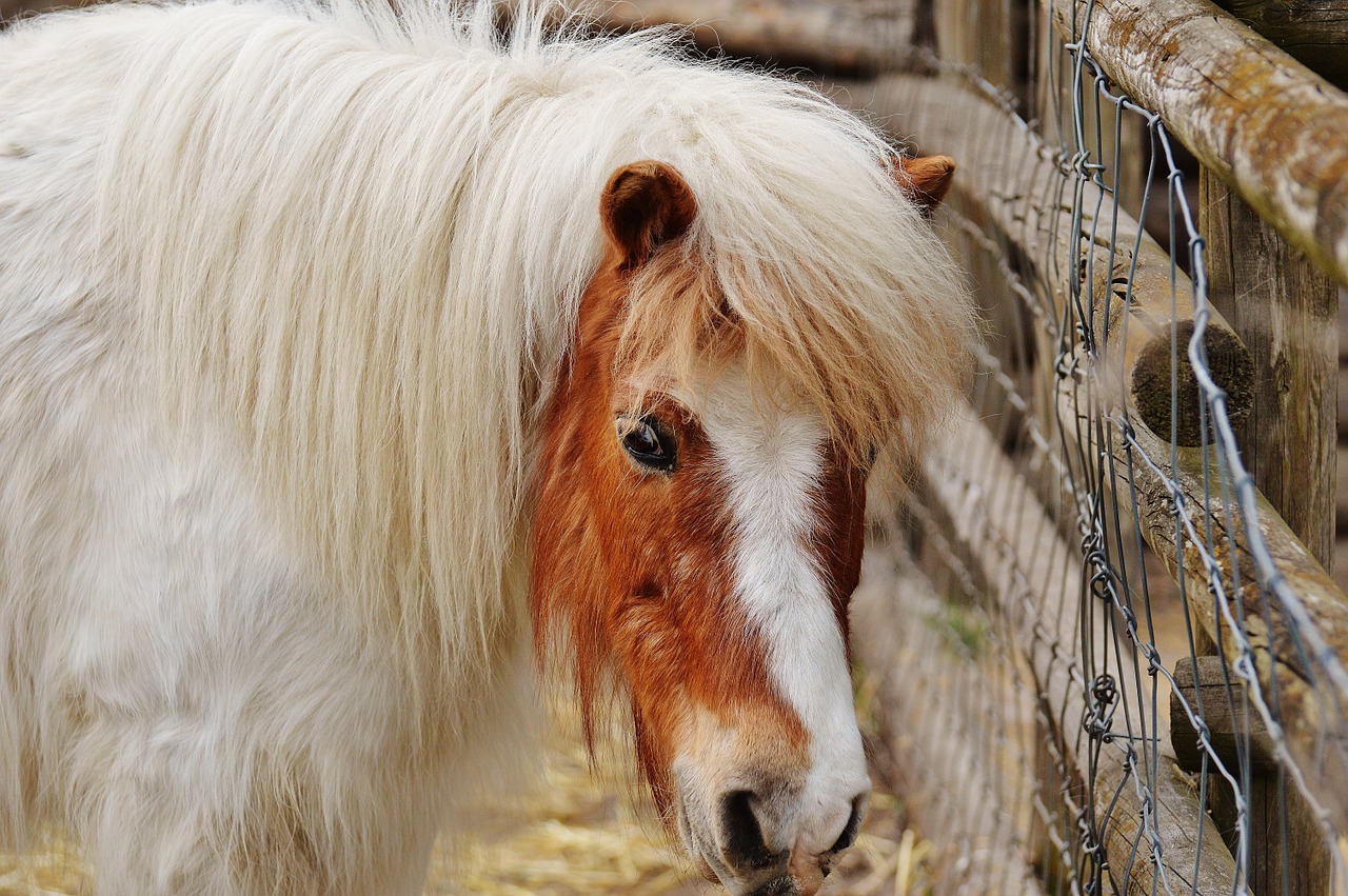 pony wildpark poing white free photo