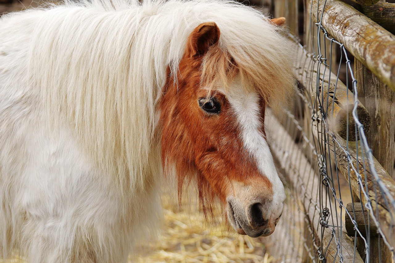 pony wildpark poing white free photo