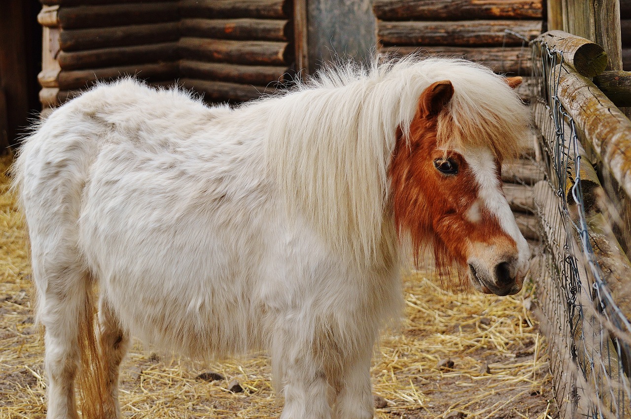 pony wildpark poing white free photo